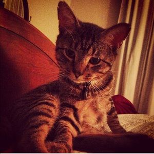 Meet your Posher, Chad